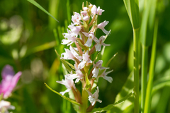 Galearis camtschatica