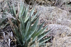 Agave mckelveyana