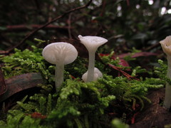 Gloiocephala quercetorum