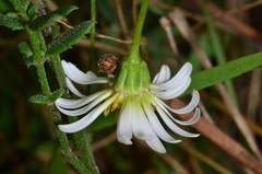 Brachyscome paludicola