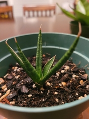Sansevieria ehrenbergii