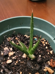 Sansevieria ehrenbergii