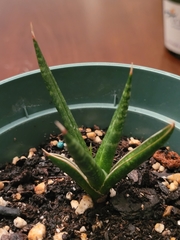 Sansevieria ehrenbergii