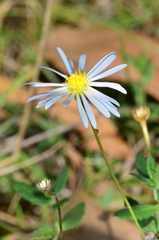 Brachyscome paludicola