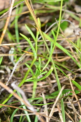 Brachyscome paludicola