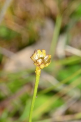 Brachyscome paludicola