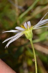 Brachyscome paludicola