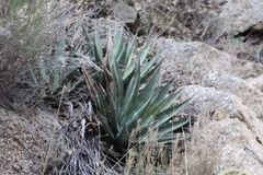 Agave mckelveyana