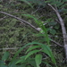 Bromus vulgaris - Photo (c) Andrew Simon, algunos derechos reservados (CC BY-NC), subido por Andrew Simon