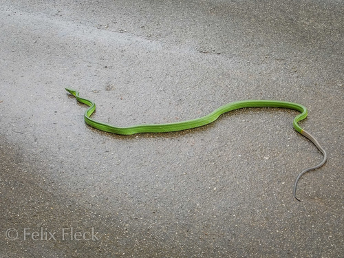 Photo of a Red-Tailed Racer (Gonyosoma oxycephalum)