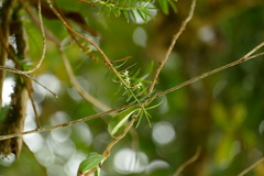 Maxillaria graminifolia
