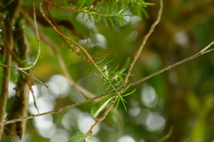 Maxillaria graminifolia