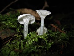 Gloiocephala quercetorum