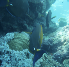 Acanthurus dussumieri