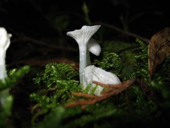 Gloiocephala quercetorum