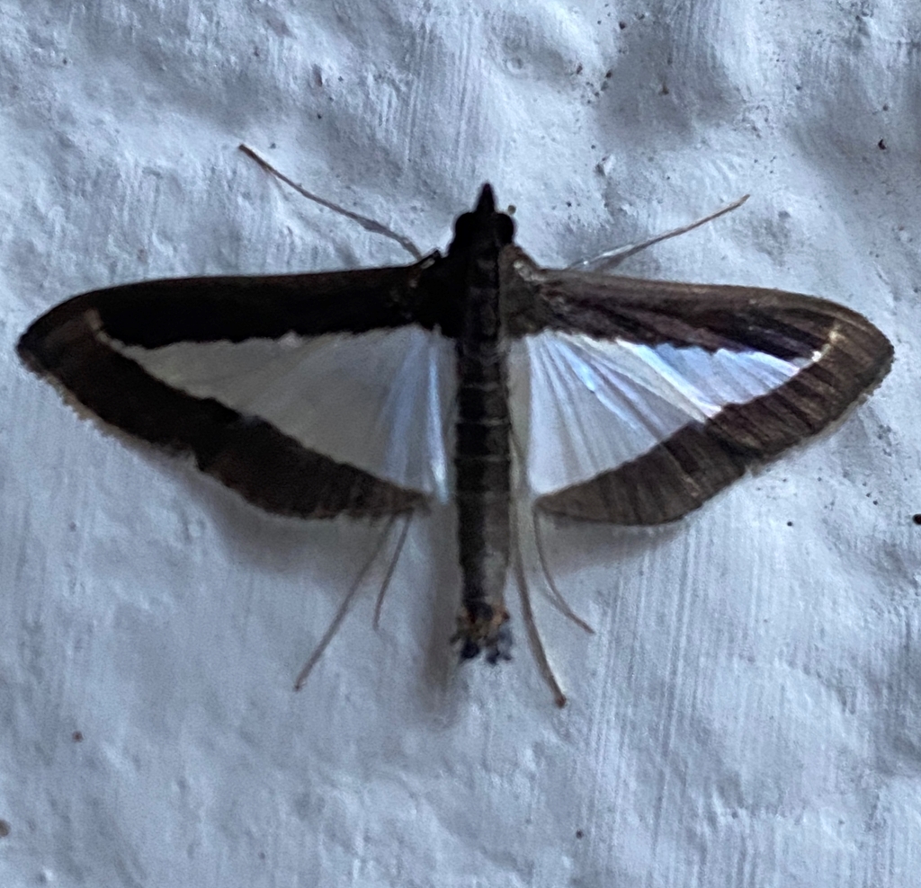 Diaphania fuscicaudalis