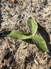 Trillium lancifolium