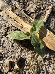 Trillium lancifolium