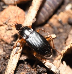Calathus opaculus