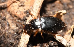 Calathus opaculus