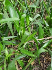 Eryngium foetidum