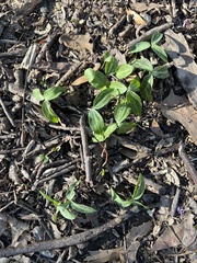 Trillium lancifolium