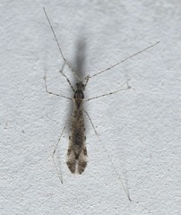 Empicoris orthoneuron