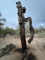 Carnegiea gigantea