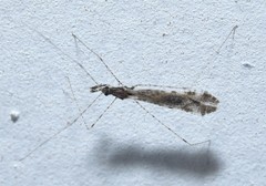 Empicoris orthoneuron