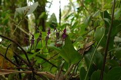 Pleurothallis phalangifera
