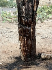 Carnegiea gigantea