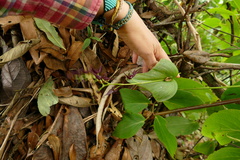 Pleurothallis phalangifera