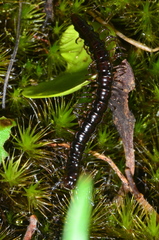 Dicranogonus pix
