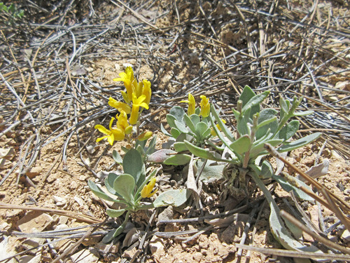 Kane County twinpod (Physaria lepidota)