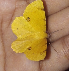 Erastria decrepitaria