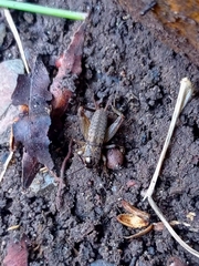 Miogryllus