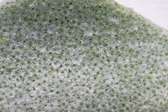 Physaria lepidota lepidota