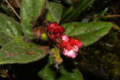 Gaultheria glomerata
