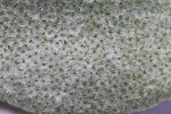 Physaria lepidota lepidota