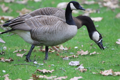 Swan Goose × Canada Goose