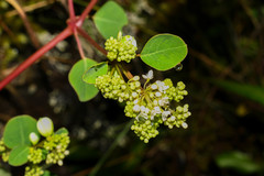 Colignonia