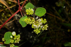 Colignonia