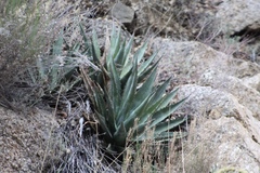 Agave mckelveyana