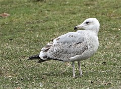 Larus argentatus