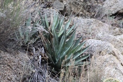 Agave mckelveyana