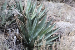 Agave mckelveyana