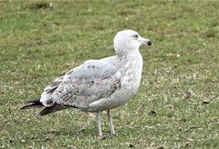Larus argentatus