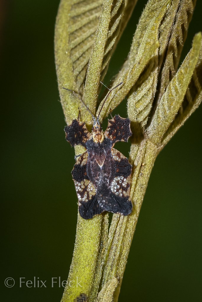 Ammianus erosus