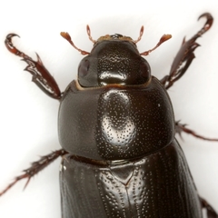 Dyscinetus morator