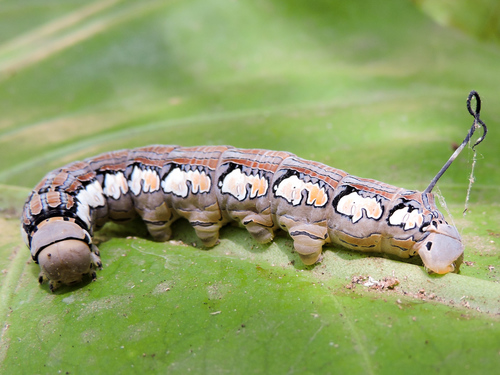 Rimosus Sphinx
